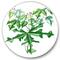 Designart - Vintage Drawing of Wild Plants - Traditional Metal Circle Wall Art
